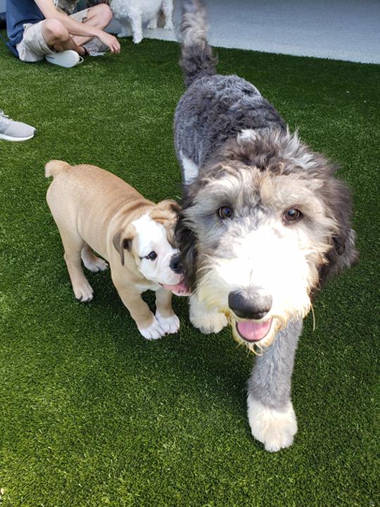 Bark Club Pet Groomer Gretna, NE